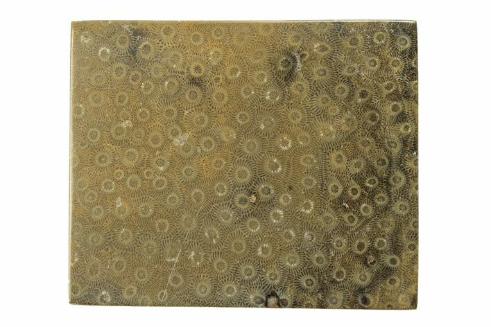 Polished Fossil Rugose Coral Slab - Morocco #276181